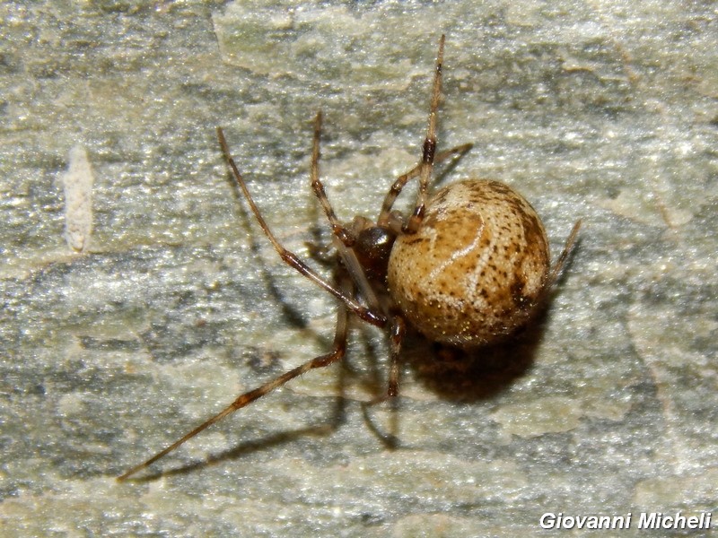 Parasteatoda tepidariorum  - Arluno (MI)